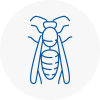 Castle Bromwich Wasp Nest Removal